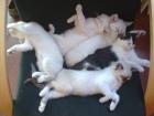 Super süße BKH-Kitten mit einem Hauch Bengale