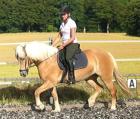 Reitbeteiligung für sportl. Hafistute gesucht nähe Itzehoe